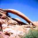 Cobra Arch