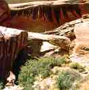 Zane Grey Arch