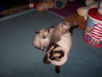 100_0781.jpg