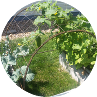 DIY garden trellis project